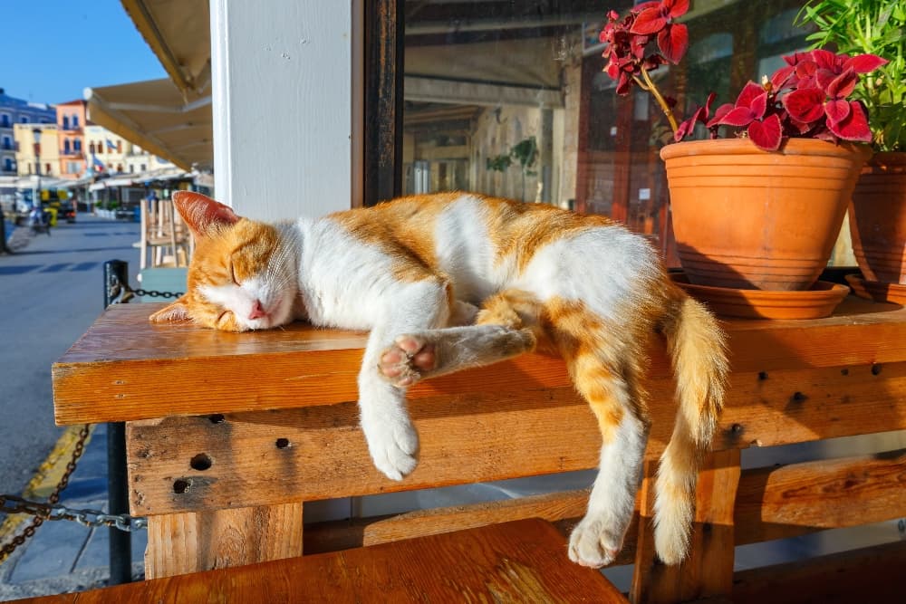 Cats store hot weather